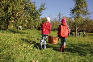 An der Streuobstsammlung