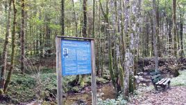 Wassertreten in Neukirchen