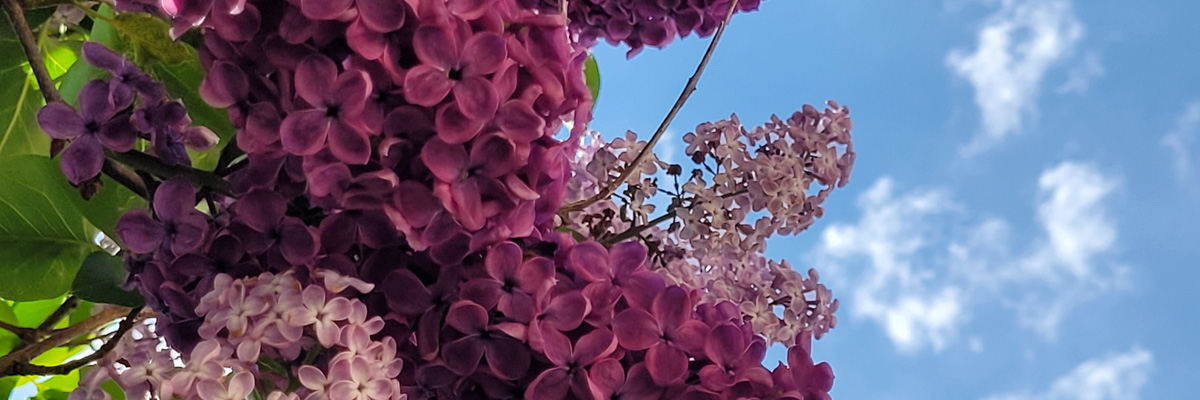 Flieder Windberg 2022