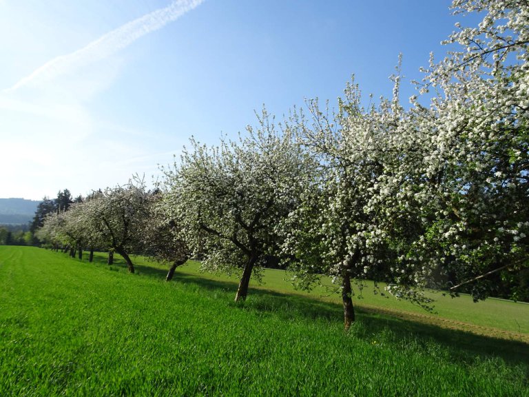 Streuobstwiese