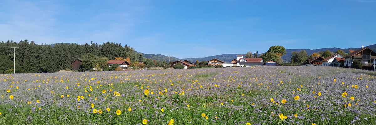 Header Neukirchen 075 Blühfeld