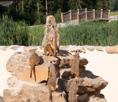 Edelwies Erdmännchen Edelwies Erdmännchen
